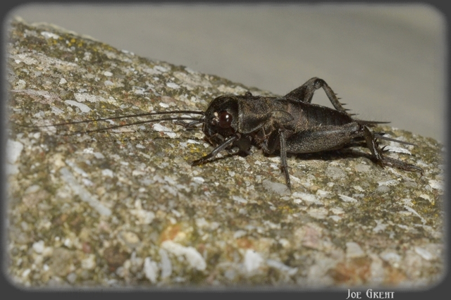 Gryllus campestris - mezei tücsök