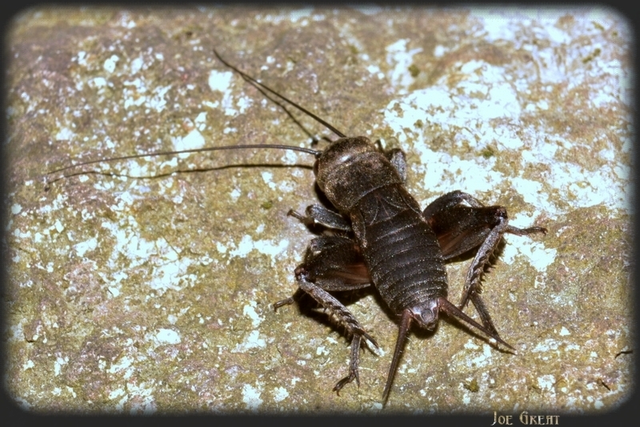 Gryllus campestris - mezei tücsök