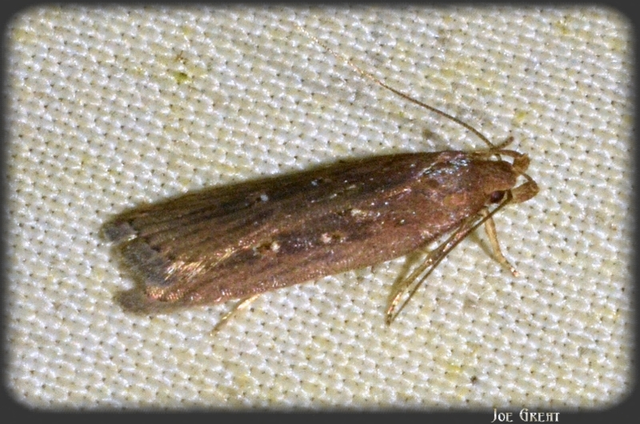 Helcystogramma triannulella - szuláksodró lápimoly
