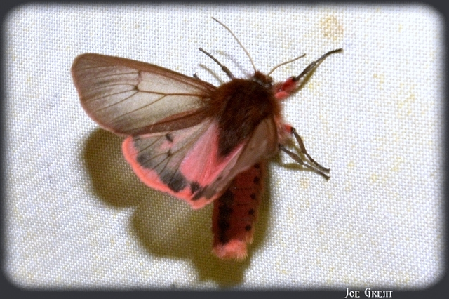 Phragmatobia fuliginosa - füstös medvelepke