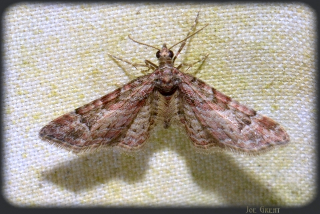 Gymnoscelis rufifasciata - vöröscsíkos törpearaszoló
