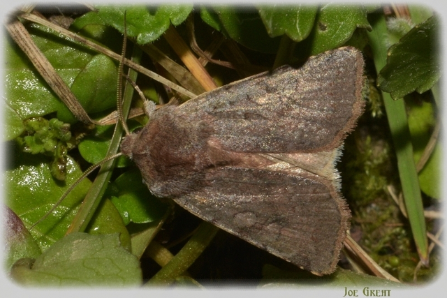 Cerastis rubricosa - vörhenyes tavaszibagoly