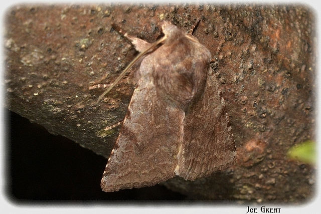 Cerastis rubricosa - vörhenyes tavaszibagoly