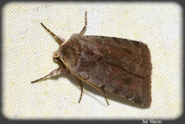 Cerastis rubricosa - vörhenyes tavaszibagoly