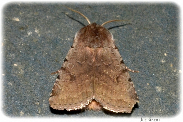 Cerastis rubricosa - vörhenyes tavaszibagoly
