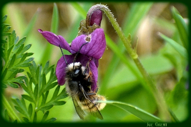 Hymenoptera - Hártyásszárnyúak