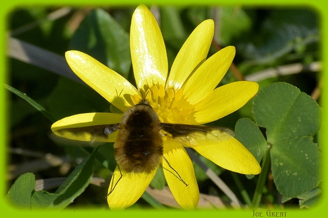 Bombylius major - szegélyes pöszörlégy