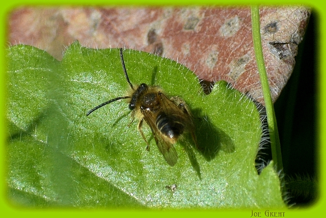 Hymenoptera - Hártyásszárnyúak