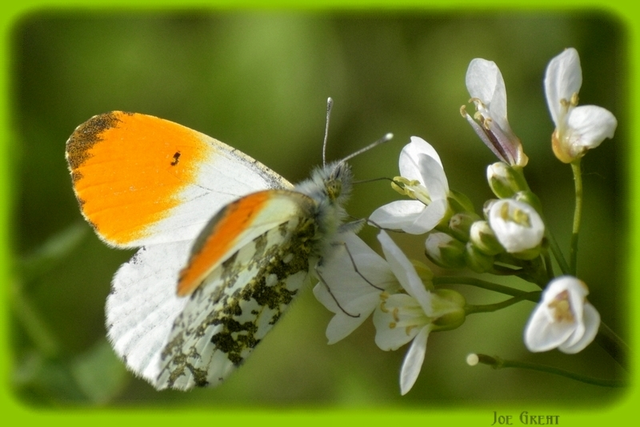 Anthocharis cardamines - hajnalpírlepke