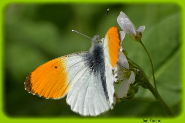 Anthocharis cardamines - hajnalpírlepke