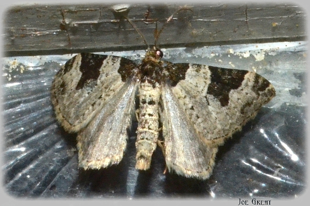 Xanthorhoe fluctuata - közönséges tarkaaraszoló