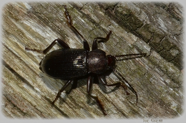 Stenomax aeneus - bronzos gyászbogár