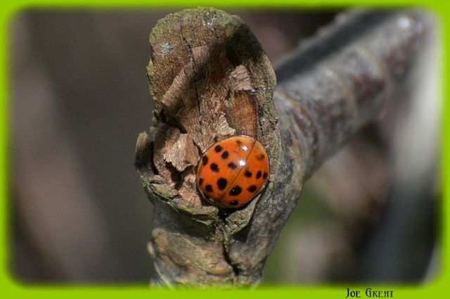 Harmonia axyridis - harlekinkatica
