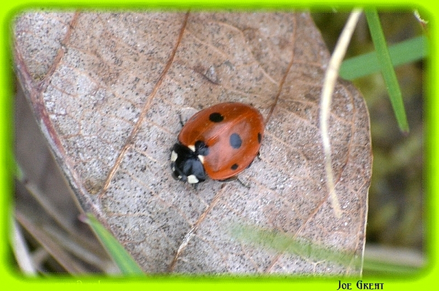 Coleoptera - Bogarak
