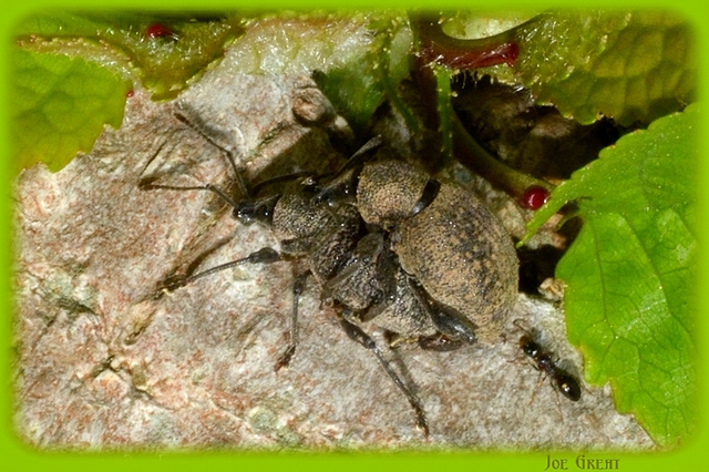 Coleoptera - Bogarak