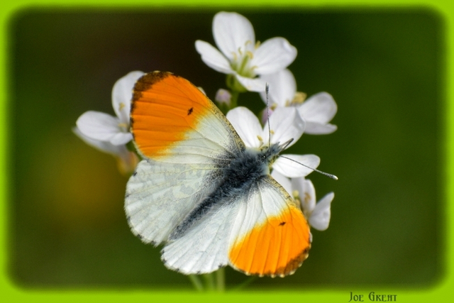 Anthocharis cardamines - hajnalpírlepke
