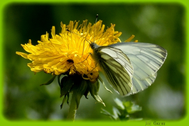Pieris napi - repcelepke