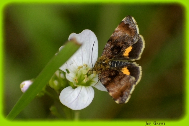 Panemeria tenebrata - apró sárgabagoly