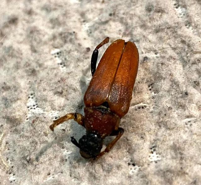 Stictoleptura rubra - vörös virágcincér
