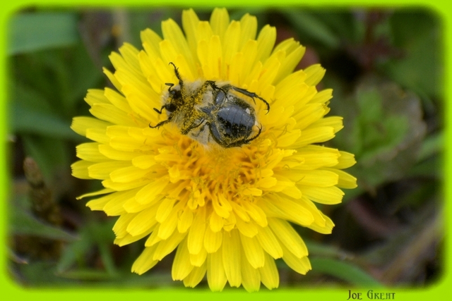 Coleoptera - Bogarak