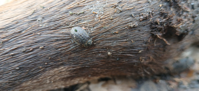 Trox sabulosus - közönséges irhabogár