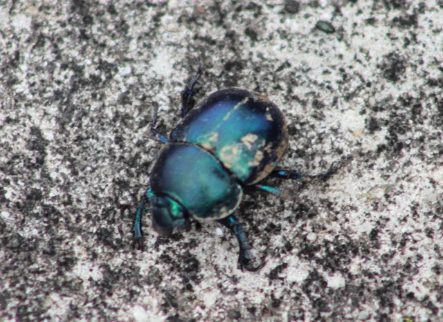 Trypocopris vernalis - tavaszi álganéjtúró