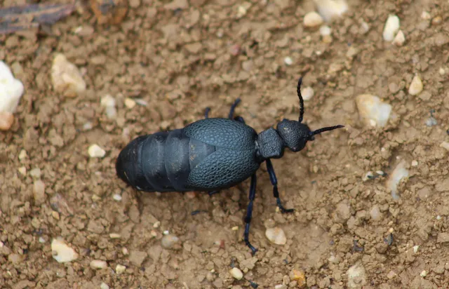 Meloe cicatricosus - óriásnünüke