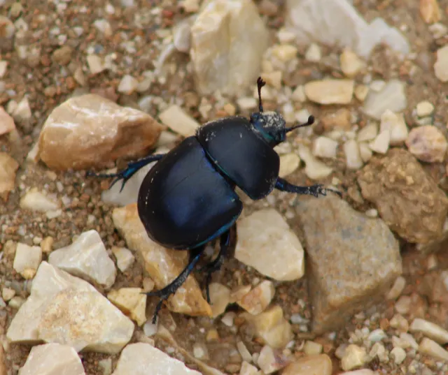 Trypocopris vernalis - tavaszi álganéjtúró
