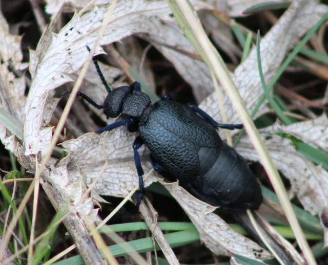 Meloe cicatricosus - óriásnünüke