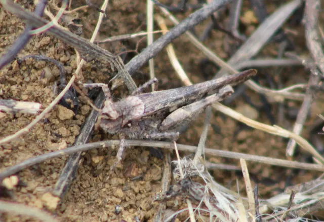 Acrotylus insubricus - önbeásósáska