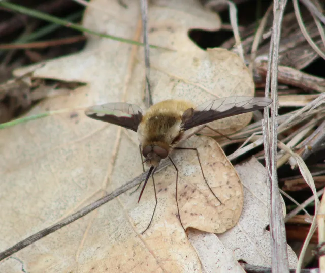 Bombylius major - szegélyes pöszörlégy