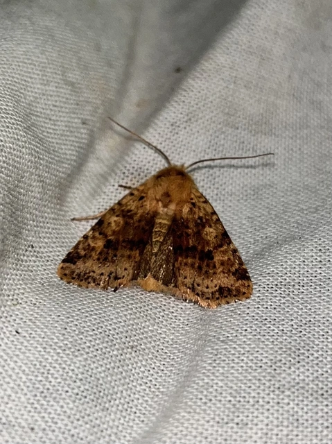 Conistra rubiginea - vörös őszibagoly