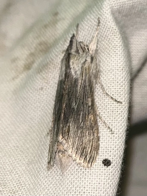 Cucullia chamomillae - székfű-csuklyásbagoly