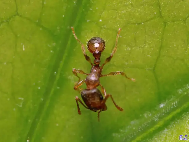 Tetramorium
