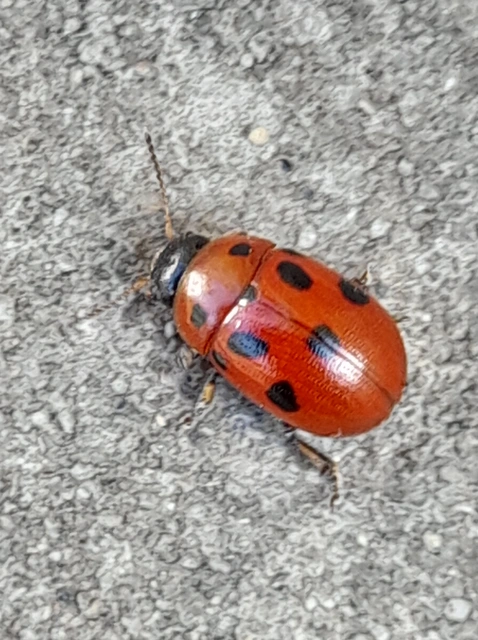 Gonioctena fornicata - közönséges lucernabogár