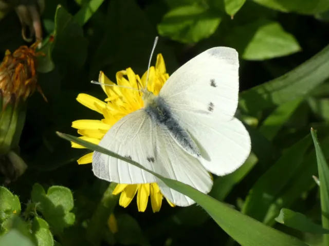 Pieris rapae - répalepke