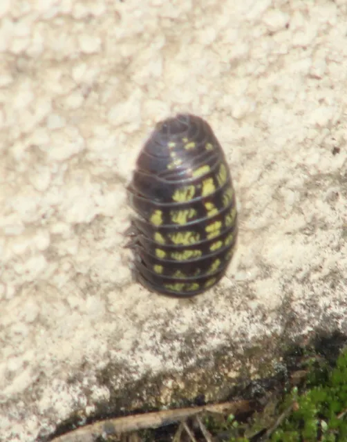Isopoda - Ászkarákok