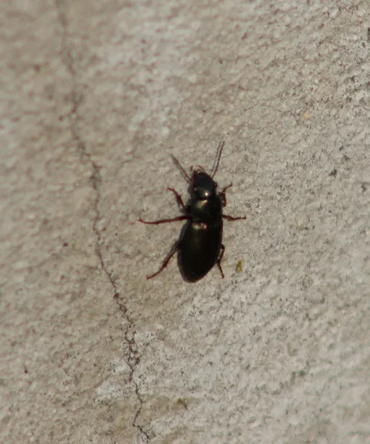 Harpalus distinguendus - mezei lomhafutó