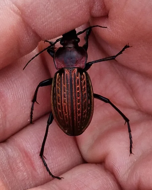 Carabus ulrichii - rezes futrinka Carabus ulrichii - rezes futrinka