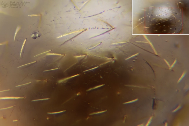 Tetramorium immigrans - gyakori gyepihangya