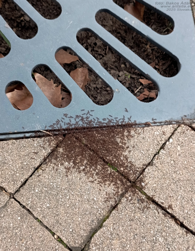 Tetramorium immigrans - gyakori gyepihangya