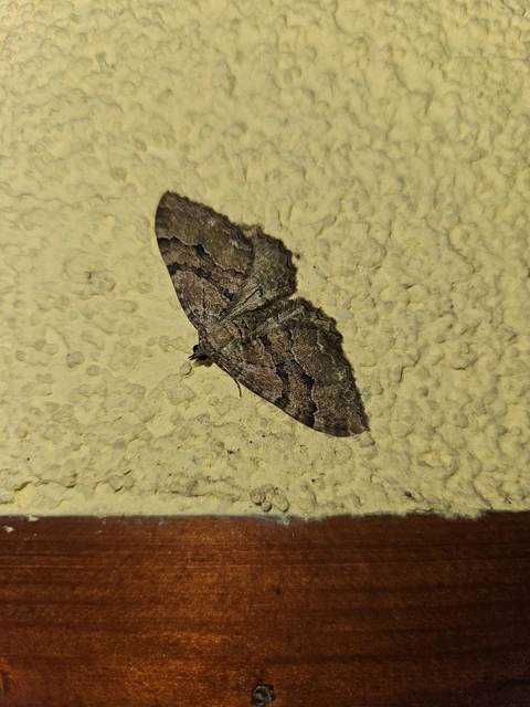 Hydria cervinalis - őzbarna araszoló