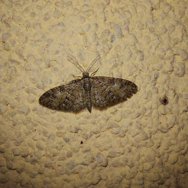Eupithecia abbreviata - korai törpearaszoló