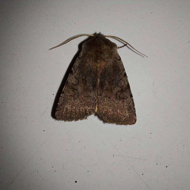 Cerastis rubricosa - vörhenyes tavaszibagoly