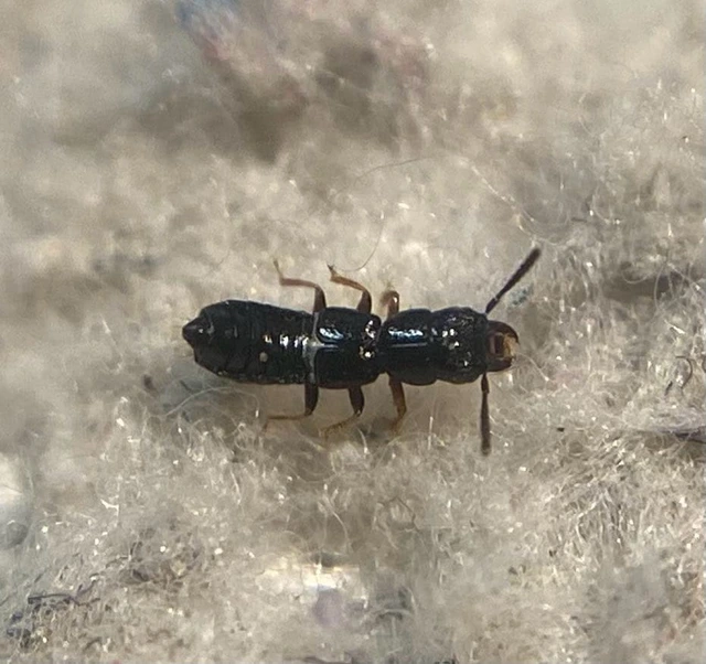Platystethus nitens - réti korhóholyva