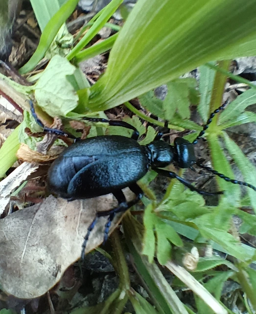 Meloe violaceus - kék nünüke