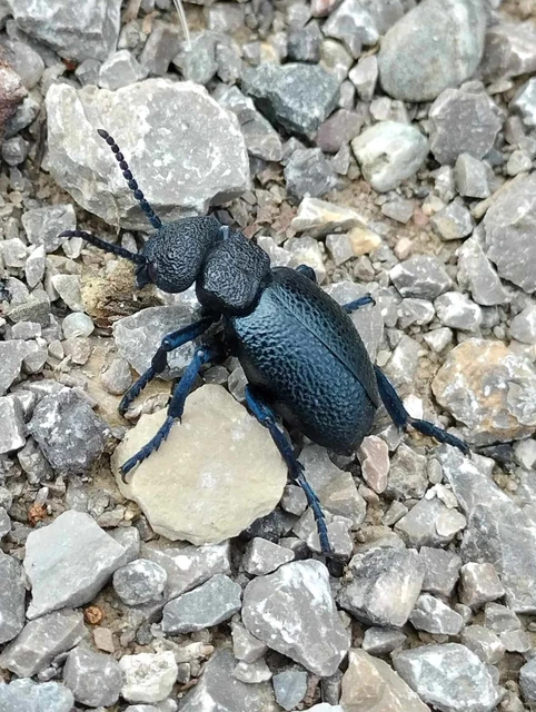 Meloe cicatricosus - óriásnünüke