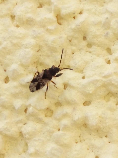 Scolopostethus Scolopostethus