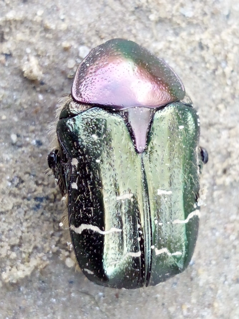 Cetonia aurata - aranyos virágbogár