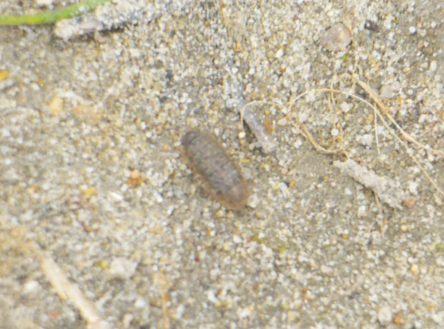 Isopoda - Ászkarákok